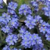 Myosotis Sylvia Blue | 40+20 FREE Seedlings 2 Myosotis Sylvia Blue | 40+20 FREE Seedlings -All Plants Sales Store BP30000601 5db2