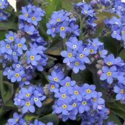 Myosotis Sylvia Blue | 40+20 FREE Seedlings