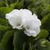 Pelargonium Don Palido (PBR) | 12cm Pot -All Plants Sales Store BP30000606 ce81