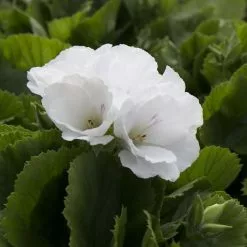 Pelargonium Don Palido (PBR) | 12cm Pot