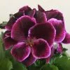Pelargonium Don Valentino (PBR) | 12cm Pot -All Plants Sales Store BP30000609 0f4c