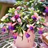 Fuchsia Mariska ('Bf01') (PBR) (Bella Series) | 10.5cm Pot -All Plants Sales Store BP30000612 8c69