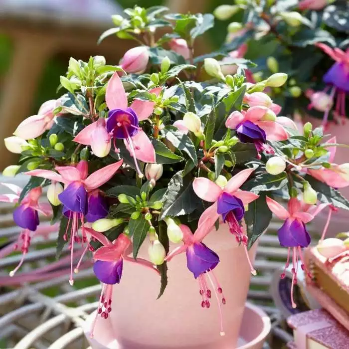 Fuchsia Mariska ('Bf01') (PBR) (Bella Series) | 10.5cm Pot 3 Fuchsia Mariska ('Bf01') (PBR) (Bella Series) | 10.5cm Pot