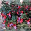 Fuchsia Sarah (Bella Series) (PBR) | 10.5cm Pot -All Plants Sales Store BP30000613 fcc9