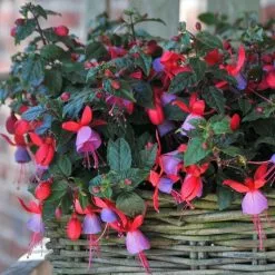 Fuchsia Sarah (Bella Series) (PBR) | 10.5cm Pot