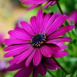Osteospermum Sunny Mary (Sunny Series) | 10.5cm Pot