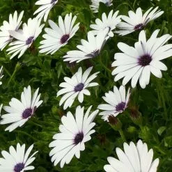 Osteospermum Flowerpower Ice White ('KLEO06123') (Flowerpower Series) | 10.5cm Pot