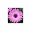 Osteospermum Lavender Pink ('14') | 10.5cm Pot 2 Osteospermum Lavender Pink ('14') | 10.5cm Pot -All Plants Sales Store BP30000619 2587