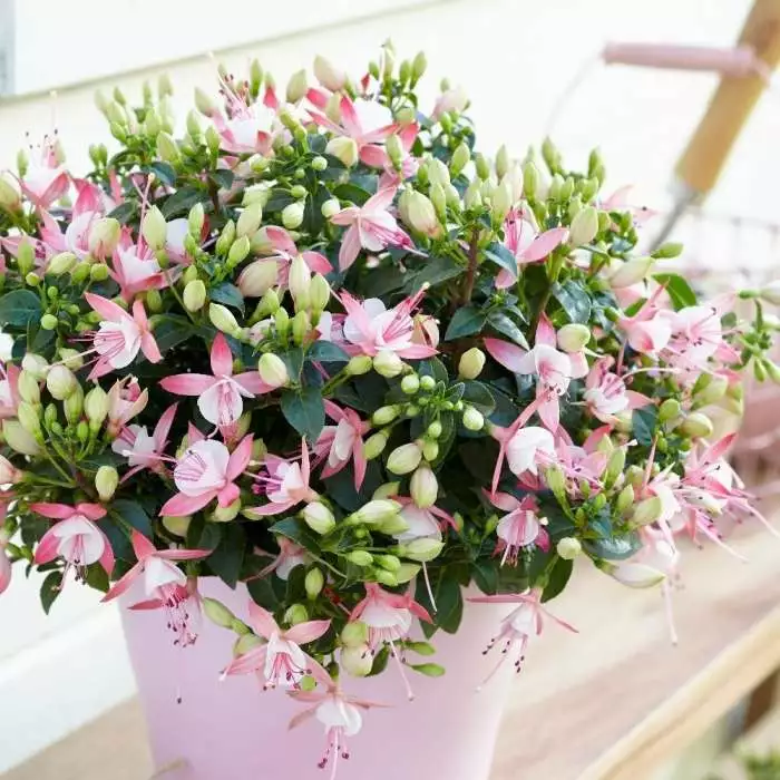 Fuchsia Sophia (PBR) (Bella Series) | 10.5cm Pot 3 Fuchsia Sophia (PBR) (Bella Series) | 10.5cm Pot