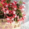 Fuchsia Evita (PBR) (Bella Series) | 10.5cm Pot -All Plants Sales Store BP30000621 c774