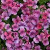 Nemesia Framboise ('Fleurfram') (PBR) | 9cm Pot