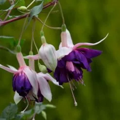 Fuchsia Royal Mosaic (California Dreamers Series) | 9cm Pot