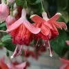 Fuchsia Bicentennial | 9cm Pot 2 Fuchsia Bicentennial | 9cm Pot -All Plants Sales Store BP30000650 bf68
