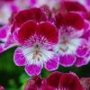 Pelargonium Tip Top Duet | 10.5cm Pot -All Plants Sales Store BP30000659 291a