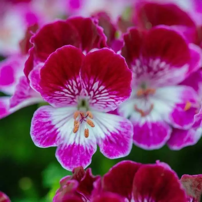 Pelargonium Tip Top Duet | 10.5cm Pot 3 Pelargonium Tip Top Duet | 10.5cm Pot