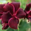 Pelargonium Lord Bute | 9cm Pot -All Plants Sales Store BP30000665 3be2