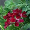 Pelargonium Choun Cho | 9cm Pot -All Plants Sales Store BP30000667 334d