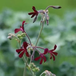 Pelargonium Sidoides | 9cm Pot