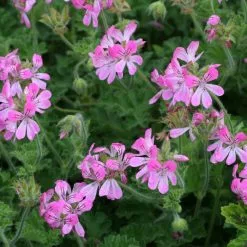 Pelargonium Pink Capricorn | 9cm Pot