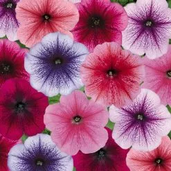 Petunia Frenzy Reflection Mix (Frenzy Series) | 60 Seedlings