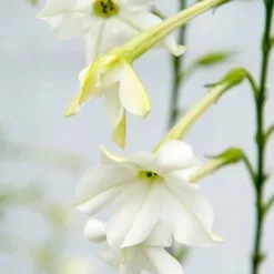 Nicotiana Alata | 60 Seedlings