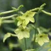 Nicotiana Lime Green | 9cm Pot 2 Nicotiana Lime Green | 9cm Pot -All Plants Sales Store BP30000703 96ee