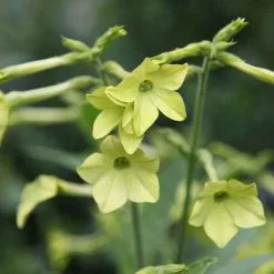 Nicotiana Lime Green | 9cm Pot