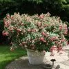 Fuchsia Celia Smedley | 9cm Pot -All Plants Sales Store BP30000717 37b3