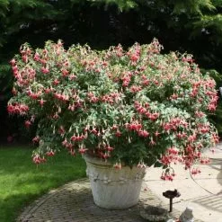 Fuchsia Celia Smedley | 9cm Pot