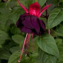 Fuchsia New Millennium | 9cm Pot