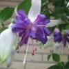 Fuchsia Blauer Engel | 9cm Pot -All Plants Sales Store BP30000720 f287