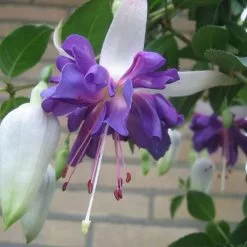 Fuchsia Blauer Engel | 9cm Pot