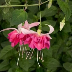 Fuchsia Bella Rosella (California Dreamers Series) | 9cm Pot