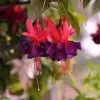 Fuchsia Maori Maid | 9cm Pot 1 Fuchsia Maori Maid | 9cm Pot -All Plants Sales Store BP30000728 de20