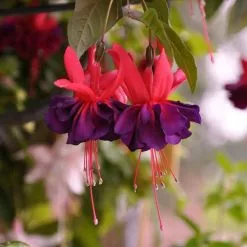 Fuchsia Maori Maid | 9cm Pot