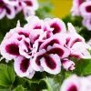Pelargonium Patricia | 10.5cm Pot