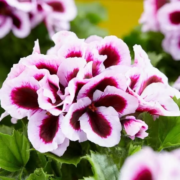 Pelargonium Patricia | 10.5cm Pot 3 Pelargonium Patricia | 10.5cm Pot