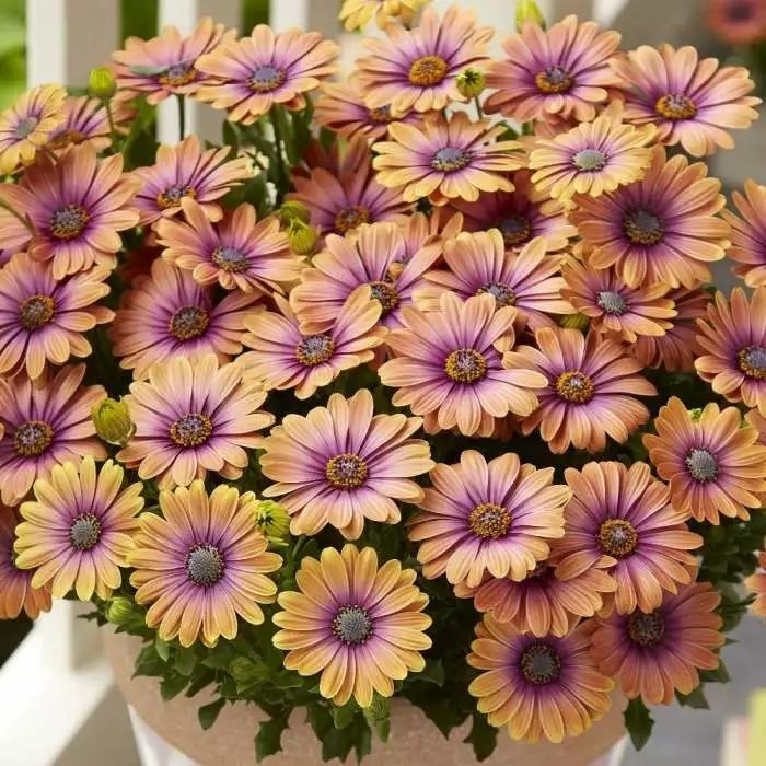 Osteospermum Serenity Pink Eyed Beauty ('Balostroseye') (Serenity Series) | 10.5cm Pot 3 Osteospermum Serenity Pink Eyed Beauty ('Balostroseye') (Serenity Series) | 10.5cm Pot