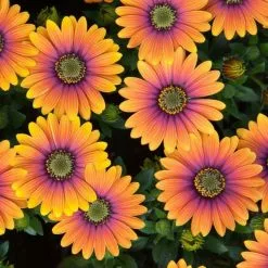 Osteospermum Purple Sun ('Kleoe19396') (FlowerPower Series) | 10.5cm Pot