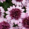 Osteospermum 3D Berry White ('Kleoe11185') (3D Series) | 9cm Pot 1 Osteospermum 3D Berry White ('Kleoe11185') (3D Series) | 9cm Pot -All Plants Sales Store BP30000786 cda5