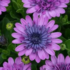 Osteospermum 3D Pink ('Kleoe14226') (3D Series) | 9cm Pot