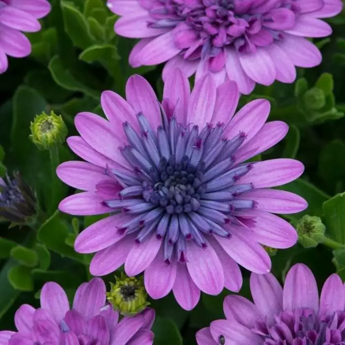 Osteospermum 3D Pink ('Kleoe14226') (3D Series) | 9cm Pot 3 Osteospermum 3D Pink ('Kleoe14226') (3D Series) | 9cm Pot