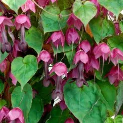 Rhodochiton Atrosanguineus | 9cm Pot