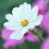 Cosmos Bipinnatus Purity | 9cm Pot -All Plants Sales Store BP30000823 23f1
