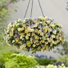 Blueberry Swirl - Easyplanter For Hanging Baskets & Patio Pots | -All Plants Sales Store BP30001177 93e9