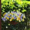 Pastel Pansies - Easyplanter For Hanging Baskets & Patio Pots |