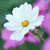 Cosmos Bipinnatus Purity | 60 Seedlings -All Plants Sales Store BP30001262 94f2