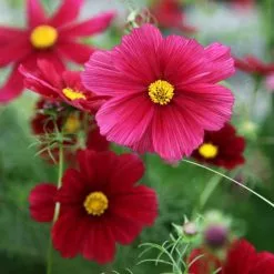Cosmos Bipinnatus Rubenza | 60 Seedlings