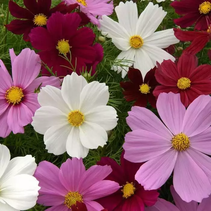Cosmos Bipinnatus Sonata Hot Pink Mixed | 60 Seedlings 3 Cosmos Bipinnatus Sonata Hot Pink Mixed | 60 Seedlings