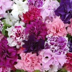 Petunia Double Pirouette Series | 60 Seedlings